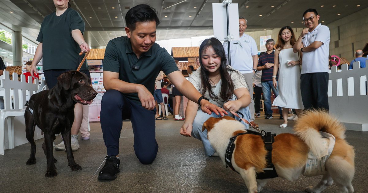 New code of animal welfare for dog trainers; pet groomers must be with ...
