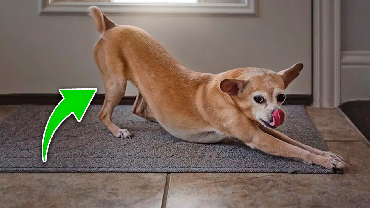 Why does your dog stretch when you walk in? The real meaning