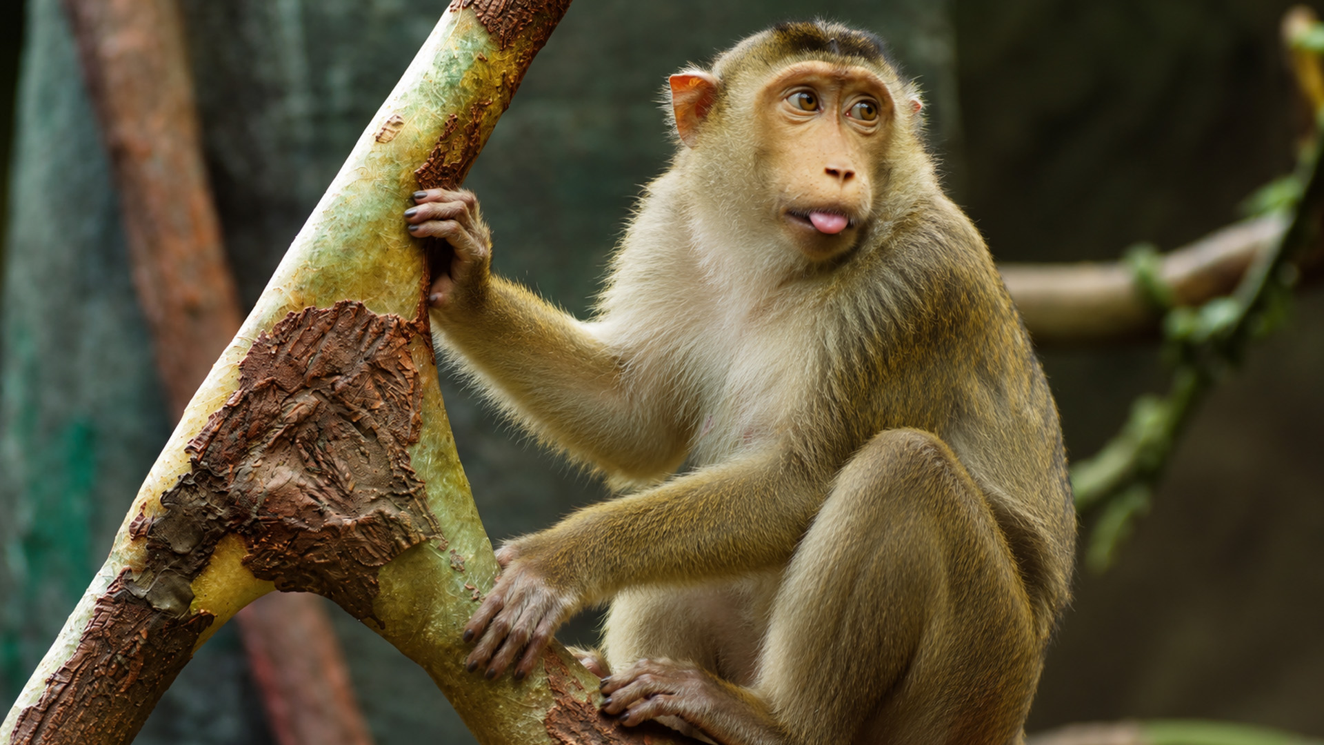Un macaco se detiene sobre una rama en una grabación de cámara oculta