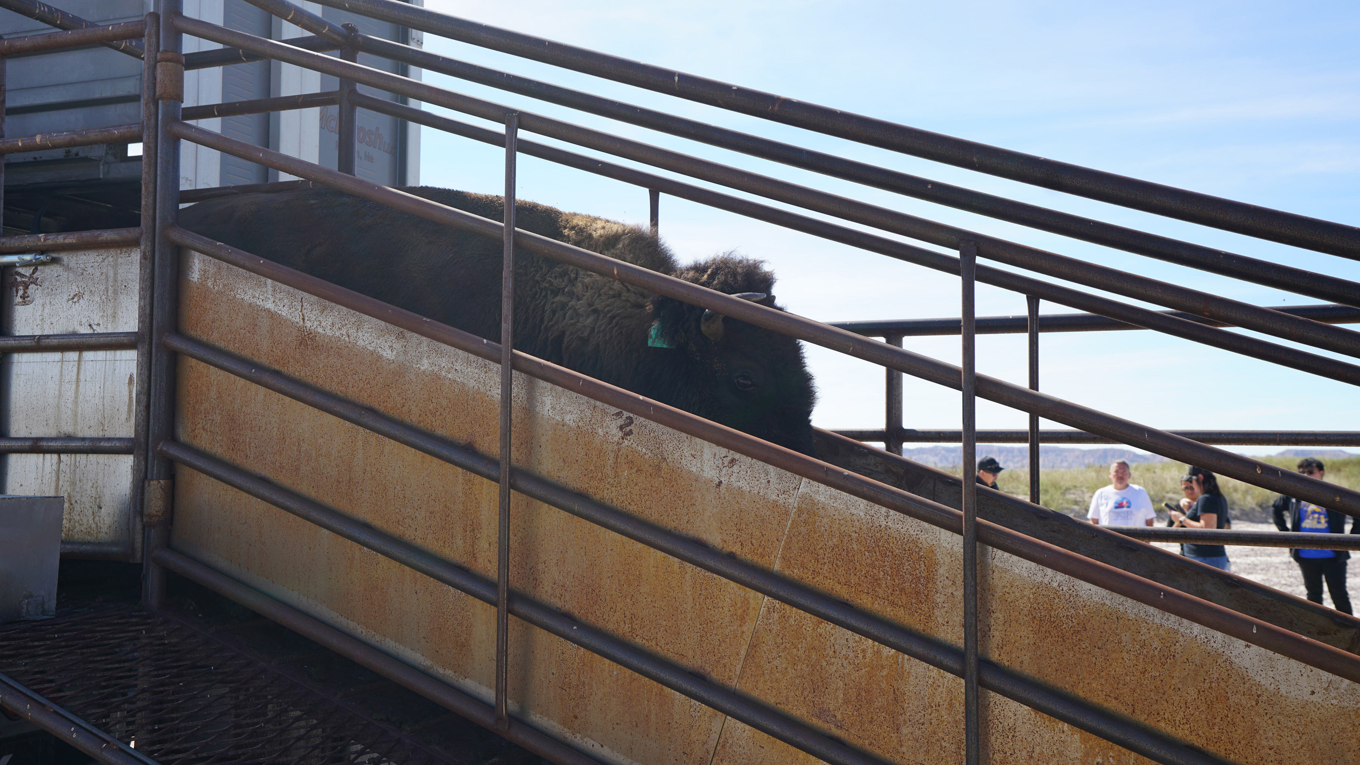 Lakota nonprofit returning bison to 40,000 acres in Badlands National ...