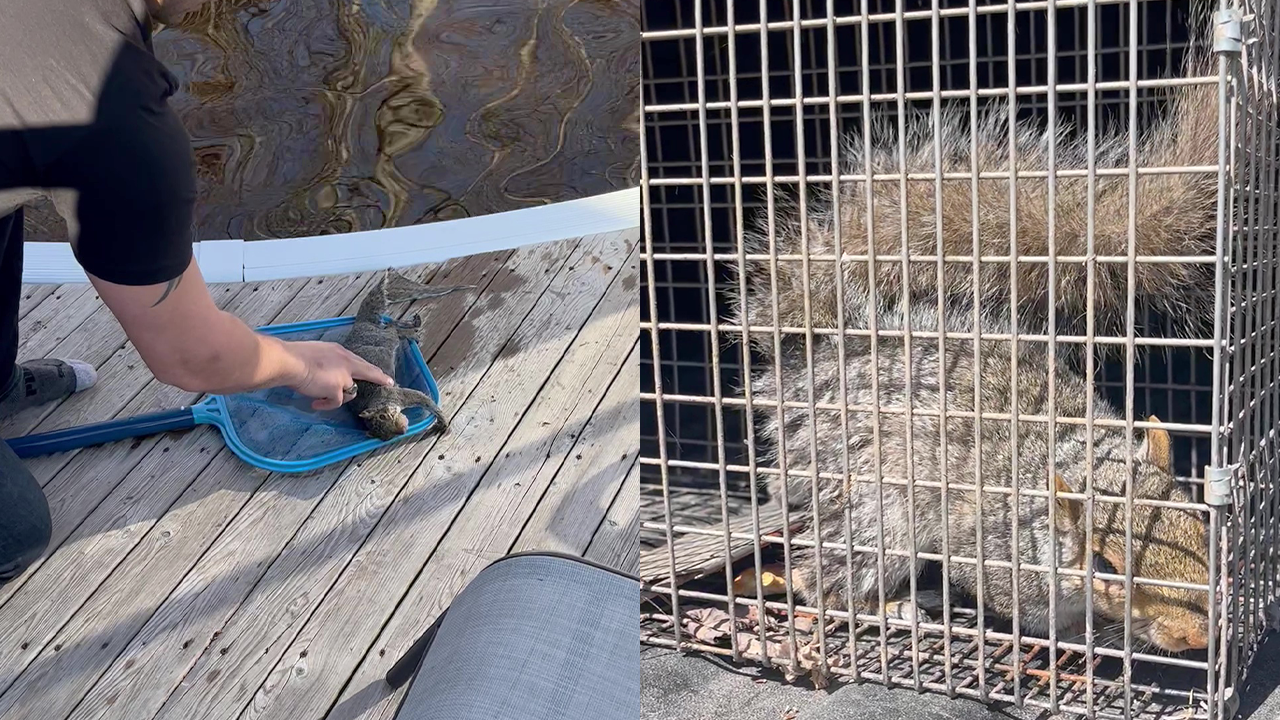 Dad saves squirrel from drowning and performs life-saving CPR