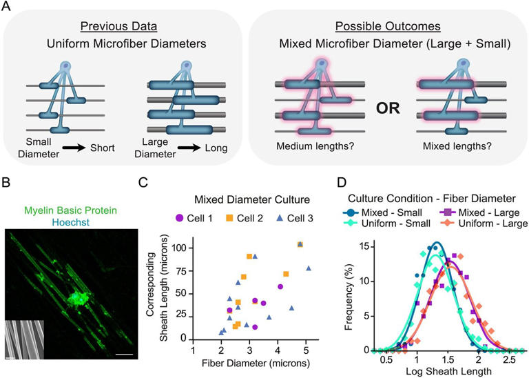 Discovery reveals how nervous system helps control length of protective ...