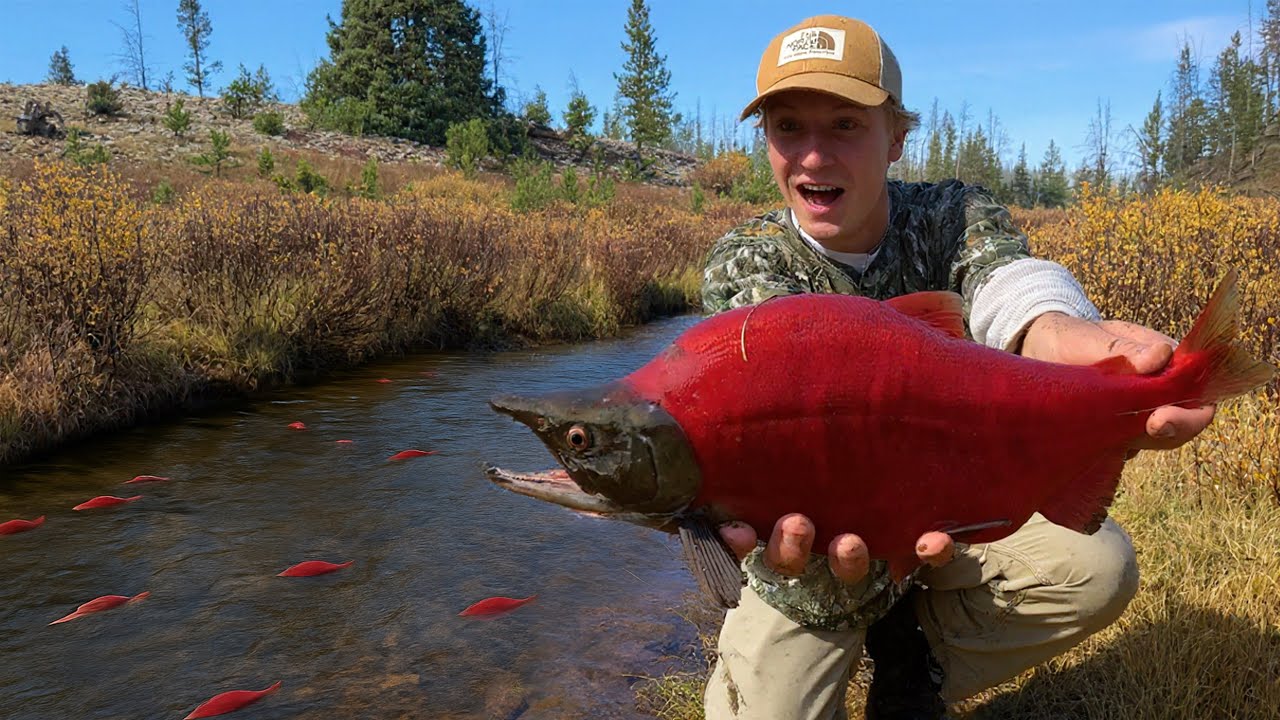 This tiny stream is loaded with fish (salmon spawn)
