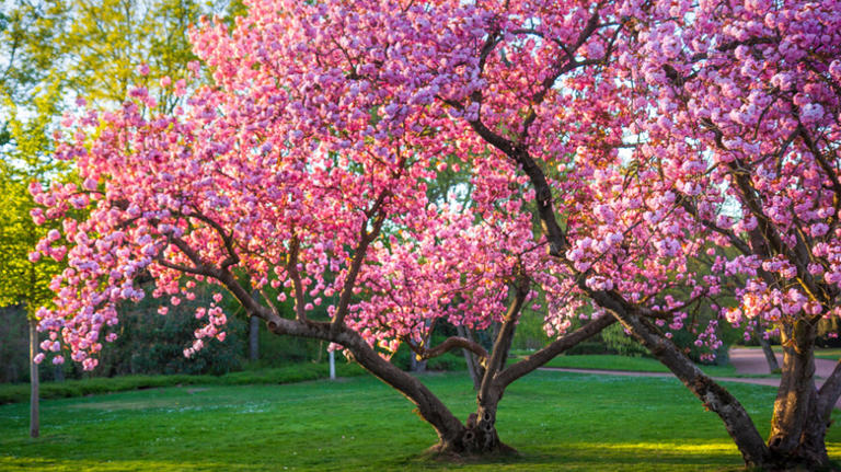10 plants to avoid pruning in October for a healthier, greener spring