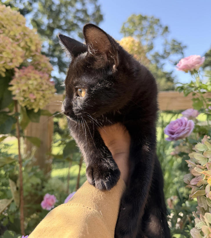 12 rescue dogs and cute cats from animal shelters who got their forever ...