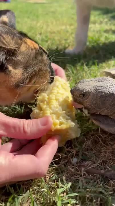 Tortoise and cat happily share corn together