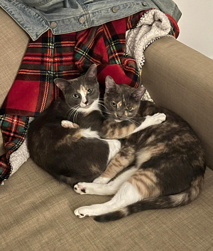 12 rescue dogs and cute cats from animal shelters who got their forever ...