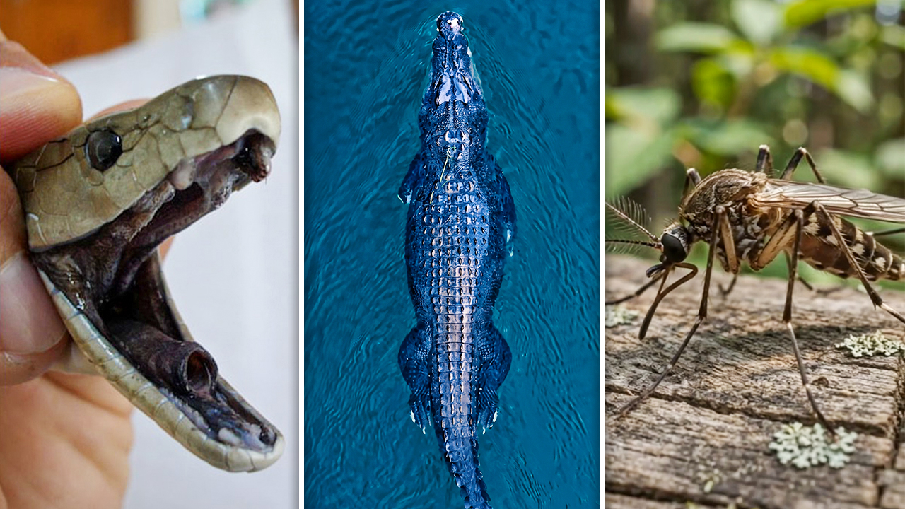 The 7 deadliest animals in Africa, ranked