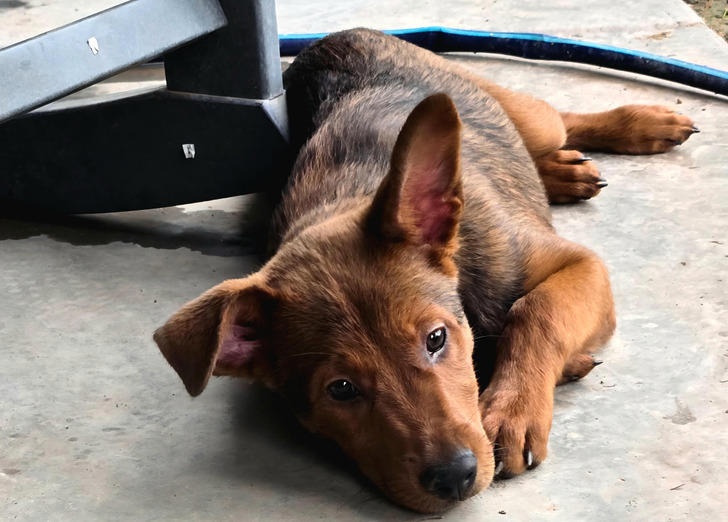 12 rescue dogs and cute cats from animal shelters who got their forever ...