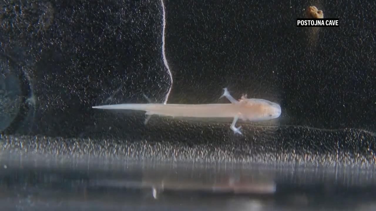 Slovenia’s baby dragons turn 10, offering rare window into a secretive ...