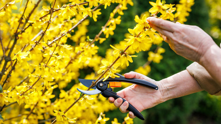 10 plants to avoid pruning in October for a healthier, greener spring