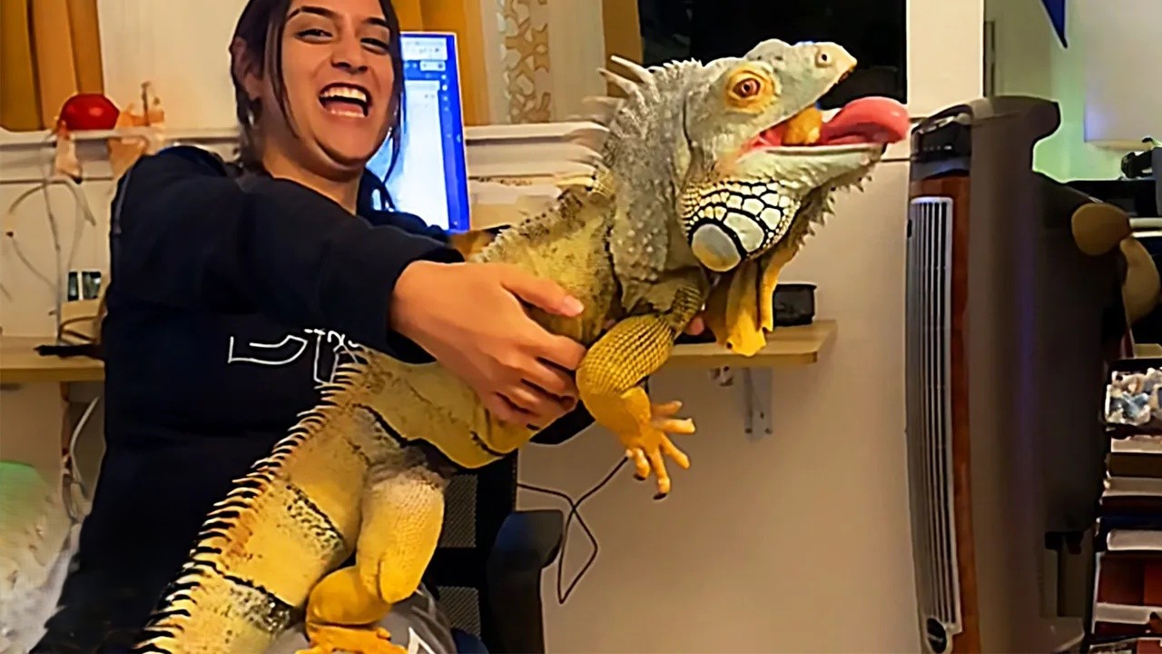 Iguana demands attention 24/7 - and sneezes when he doesn’t get his way