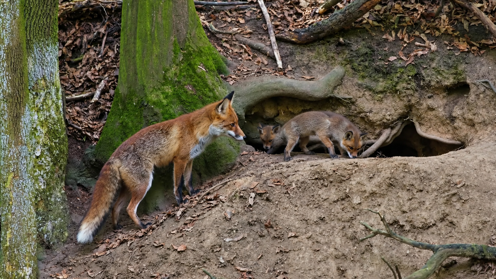 Hidden camera captures a red fox mother watching over her cubs at the den