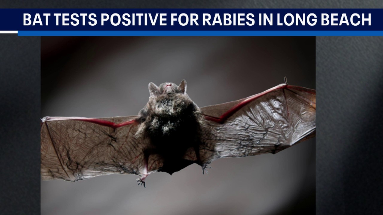 Bat tests positive for rabies in Long Beach