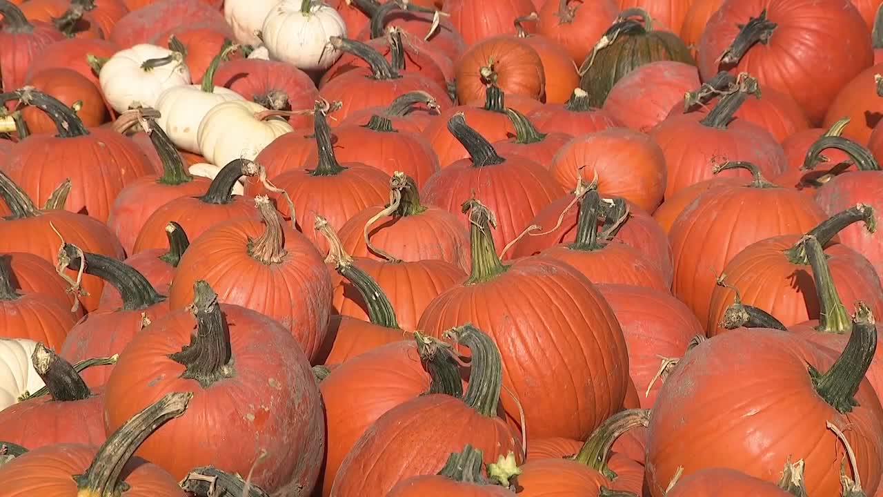 UVU engineering students create medieval pumpkin-chucking catapult