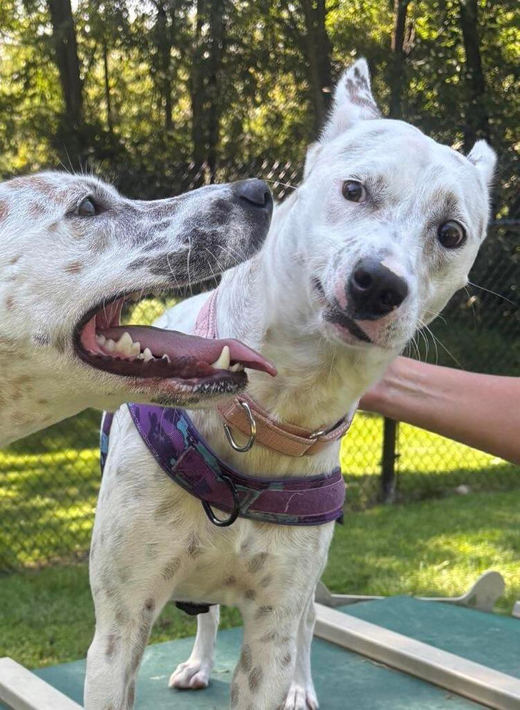 12 rescue dogs and cute cats from animal shelters who got their forever ...