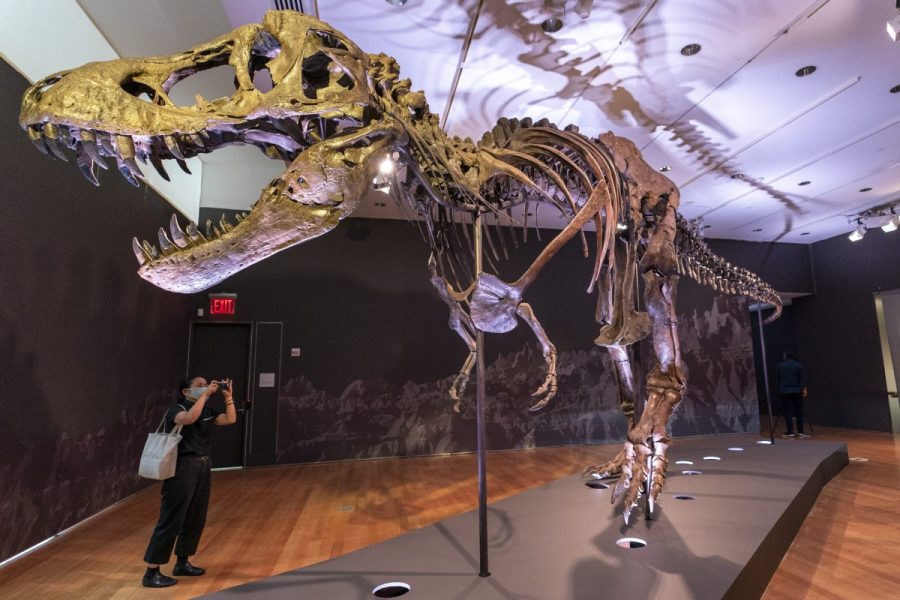 Could a human outrun a T rex? New evidence offers an answer