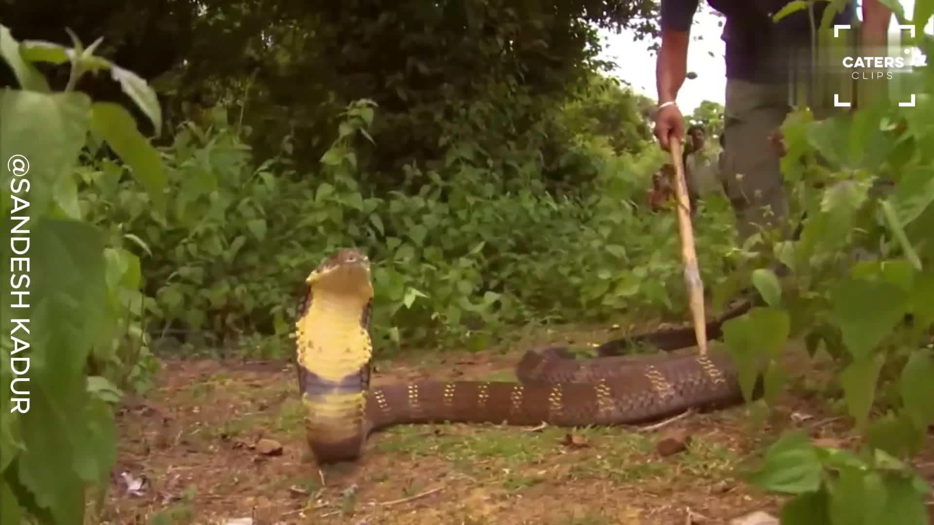 Giant king cobra towers over snake handler
