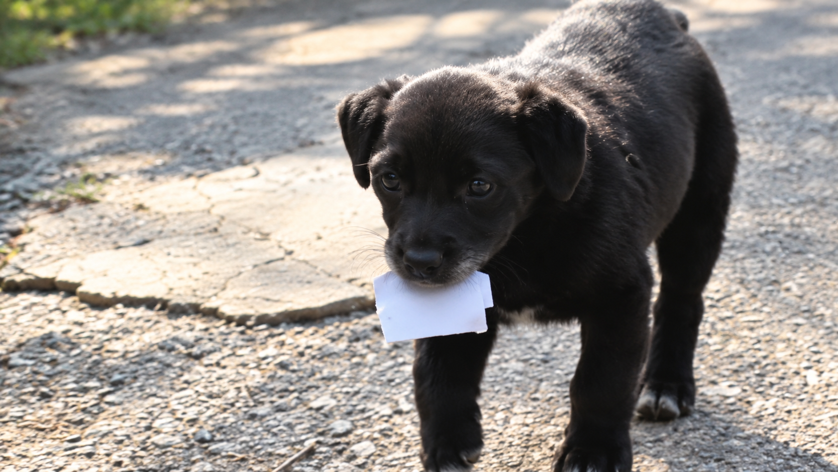 Dog makes more money than his owner buying meat