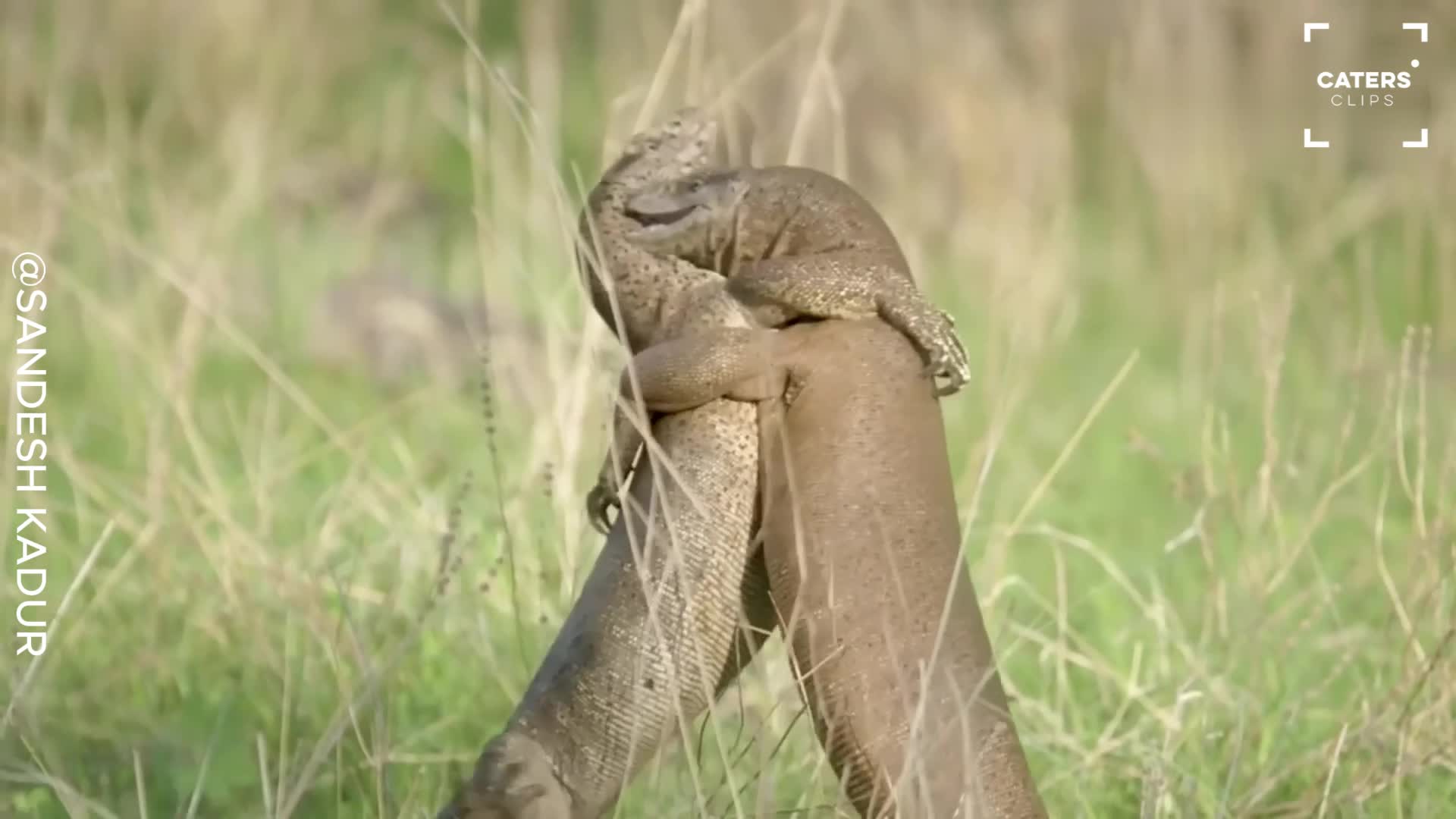 Giant monitor lizards wrestle in wild showdown