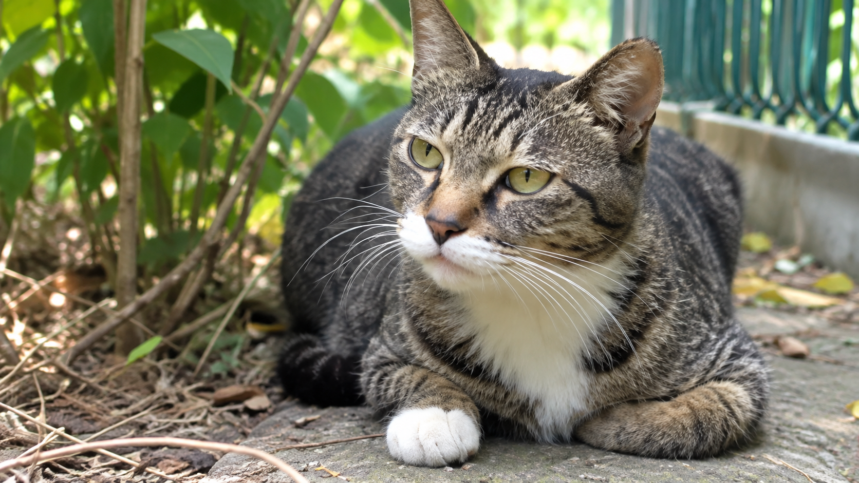 Mother cat cries for help after kitten falls into drain