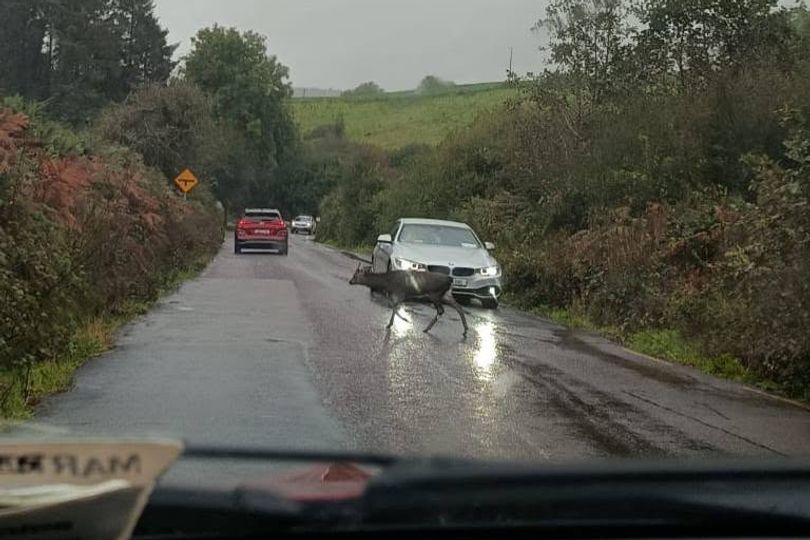 Michael Healy-Rae slams transport chiefs blasé response to deer on ...