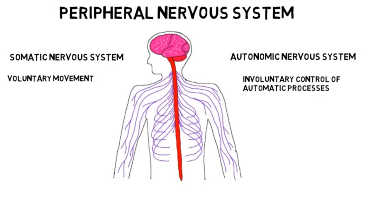 Quick breakdown of the human nervous system divisions