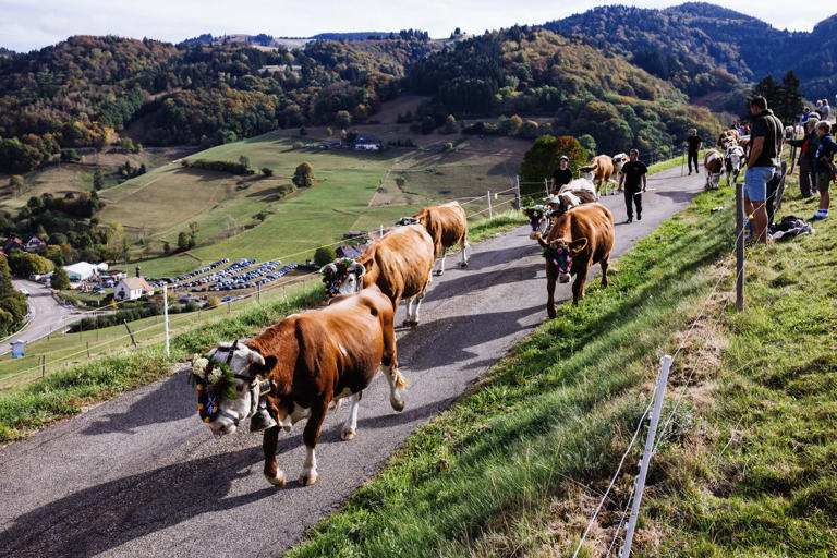Deshalb laufen bunt geschmückte Rinder durchs Münstertal