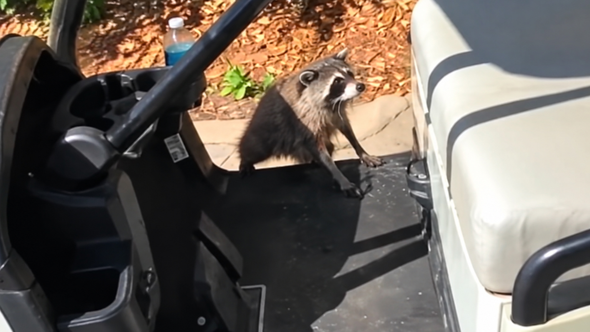 These golf shots were pure perfection