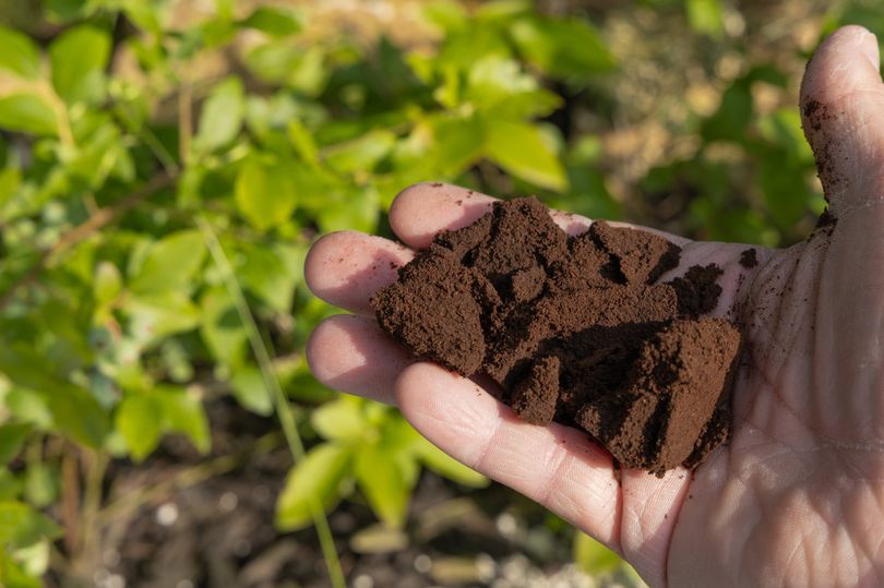 Gardeners urged to spread coffee grounds over 1 area in October
