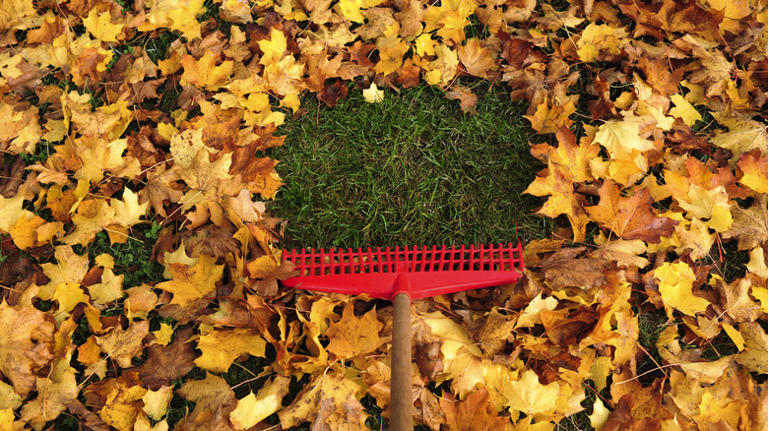 Say goodbye to traditional rakes: The easy-to-use tool from Amazon for ...