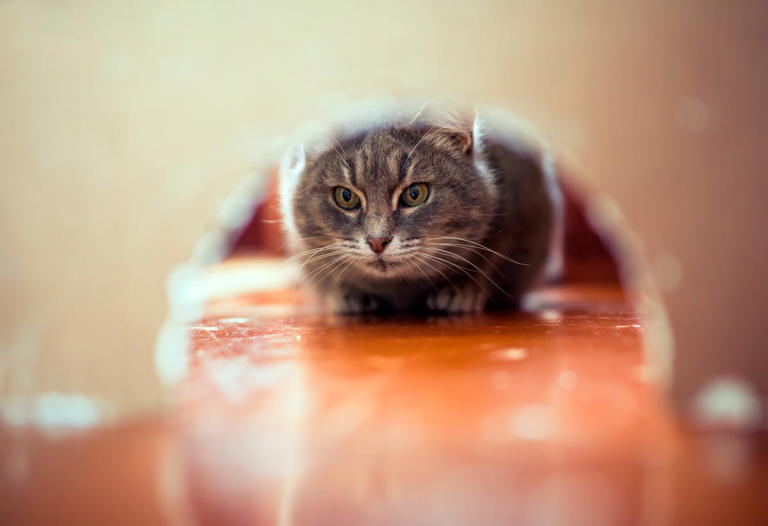 Mouse in the house? This is the first thing you should do, according to ...