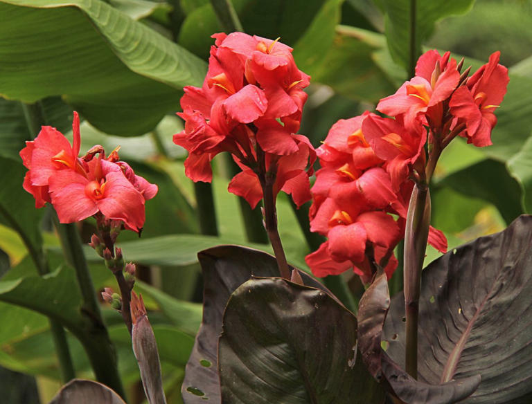 7 perennials you’ll regret planting this fall—and why you should think ...