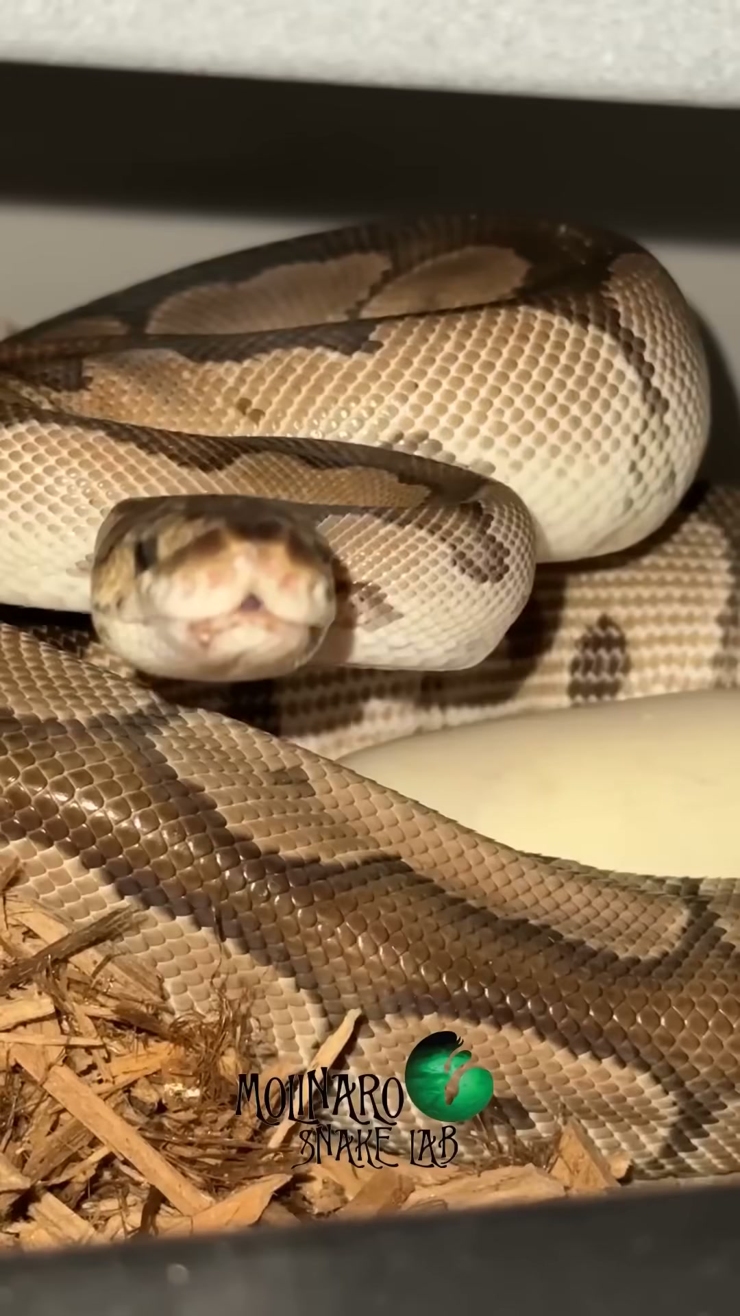 We hatched an incredible axanthic clown ball python!