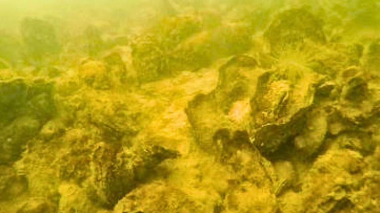 Maryland planted 2.49 billion oyster seeds in Harris Creek, creating ...