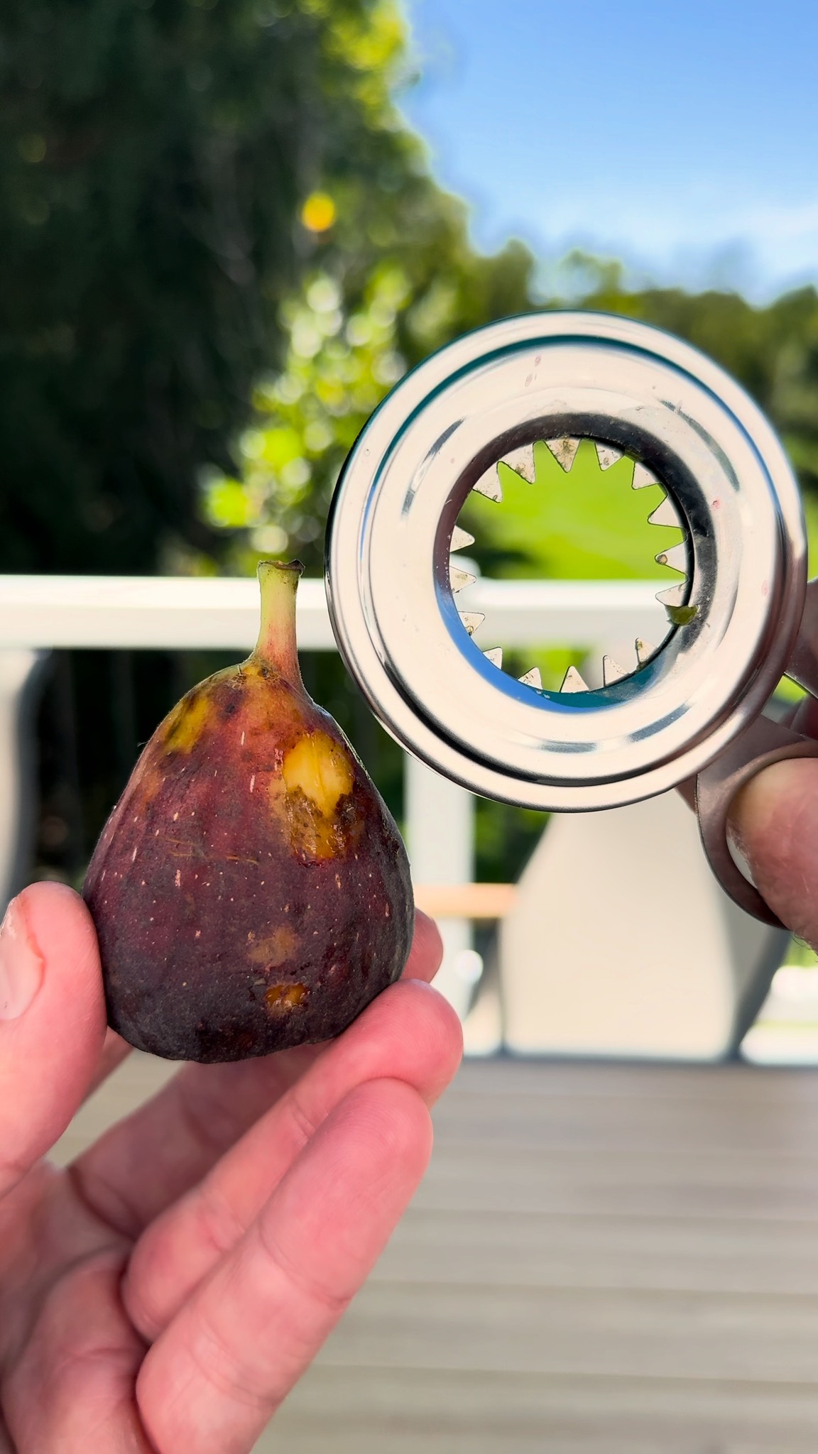 Fig vs. egg cutter ASMR test