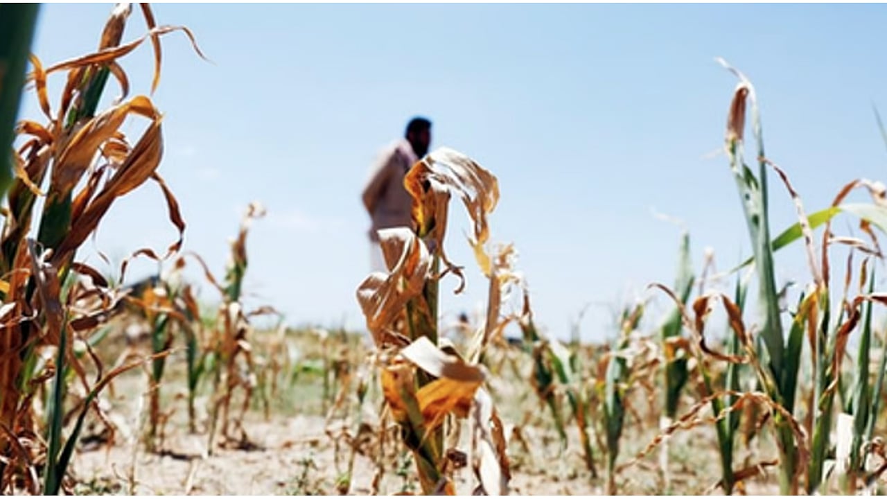 Agrarian distress threatens to upend Karnataka economy