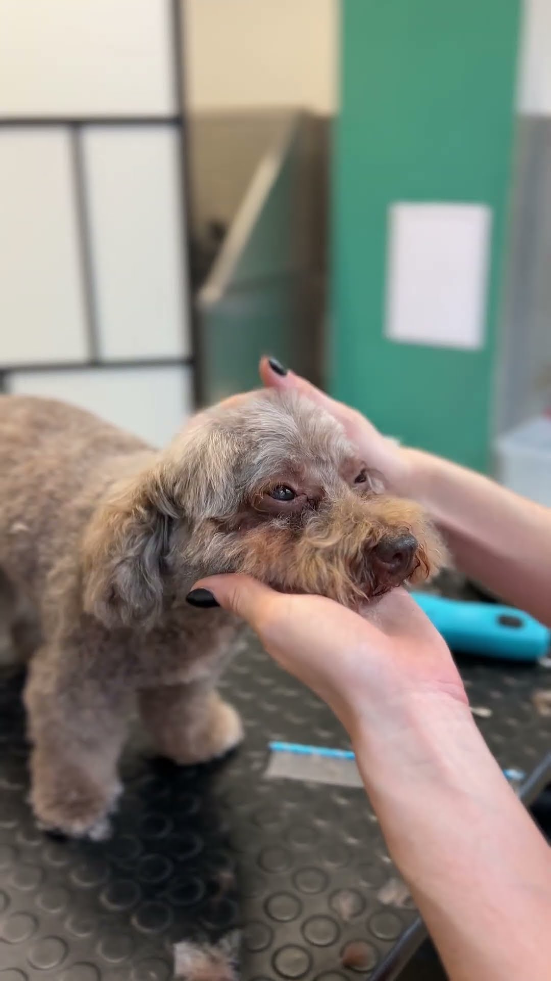 Soulmate serenity: Calming facial grooming for a fluffy poodle mix