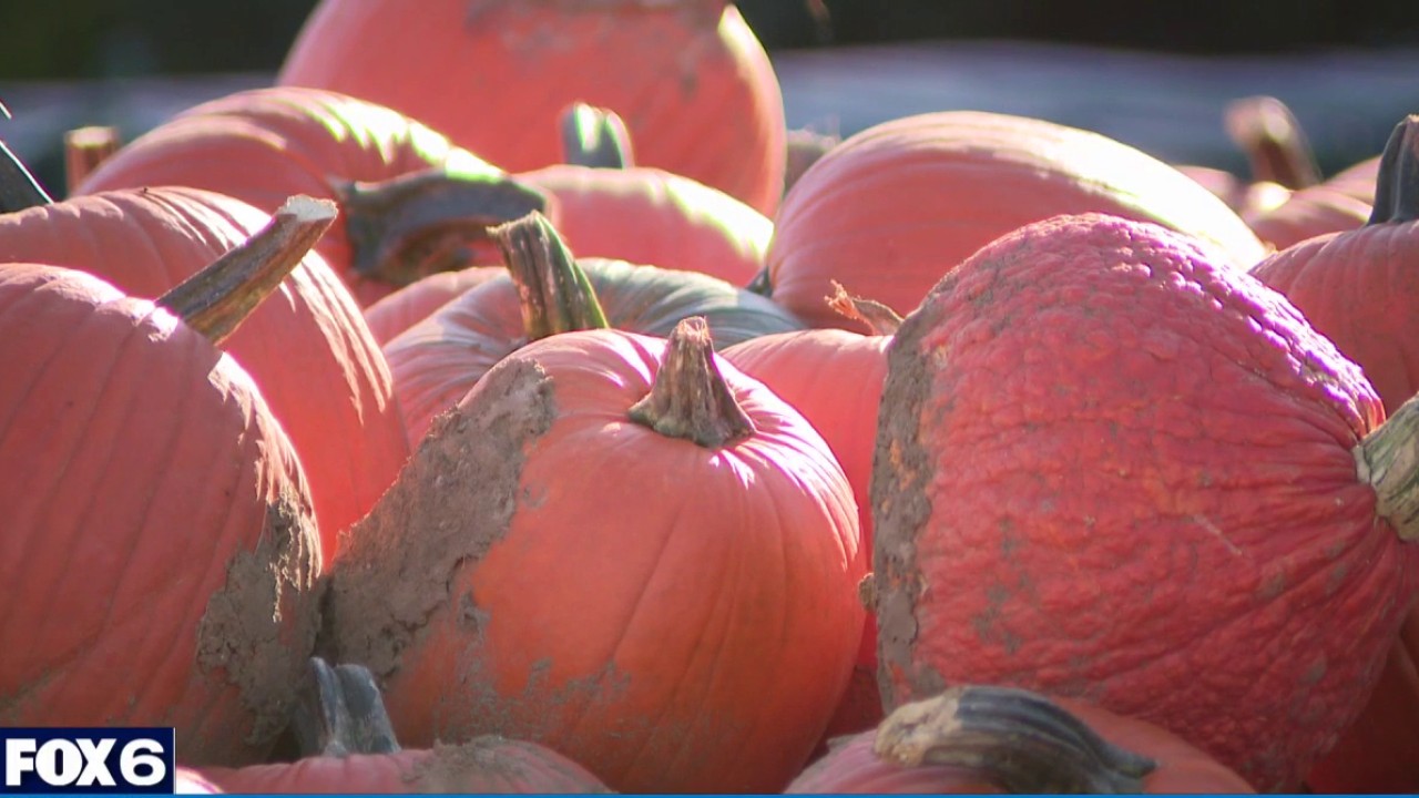 Wisconsin pumpkin picking in fall weather
