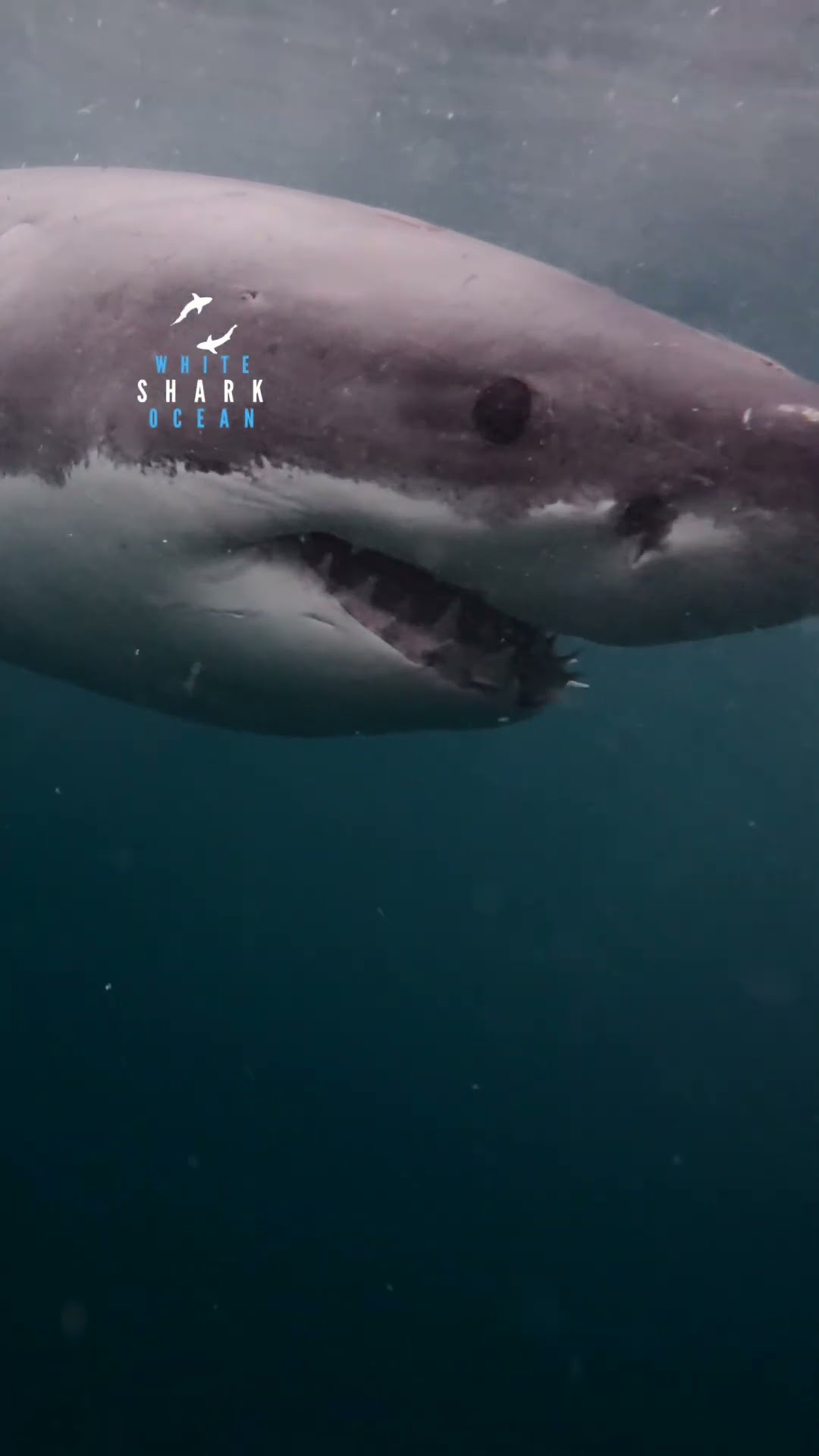 Two great whites, one following the other