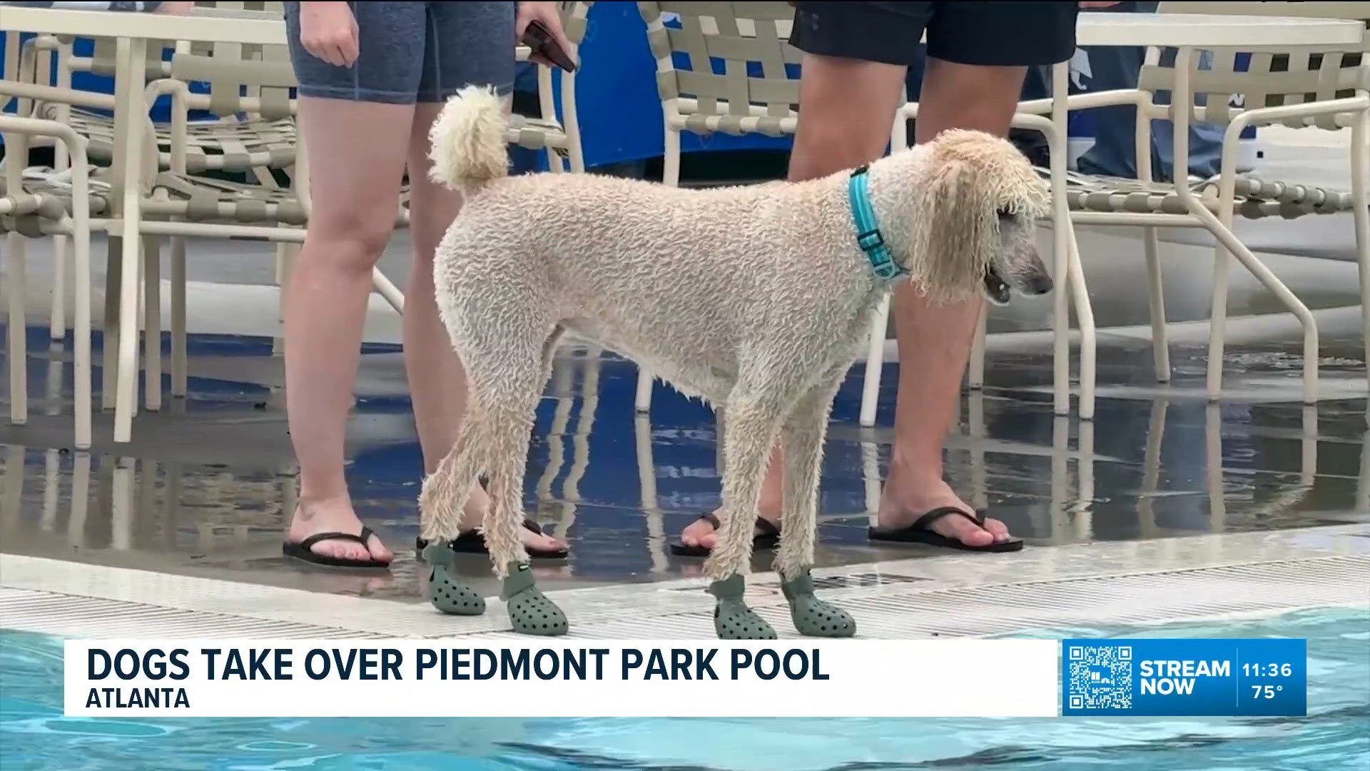 Dogs take over Piedmont Park pool