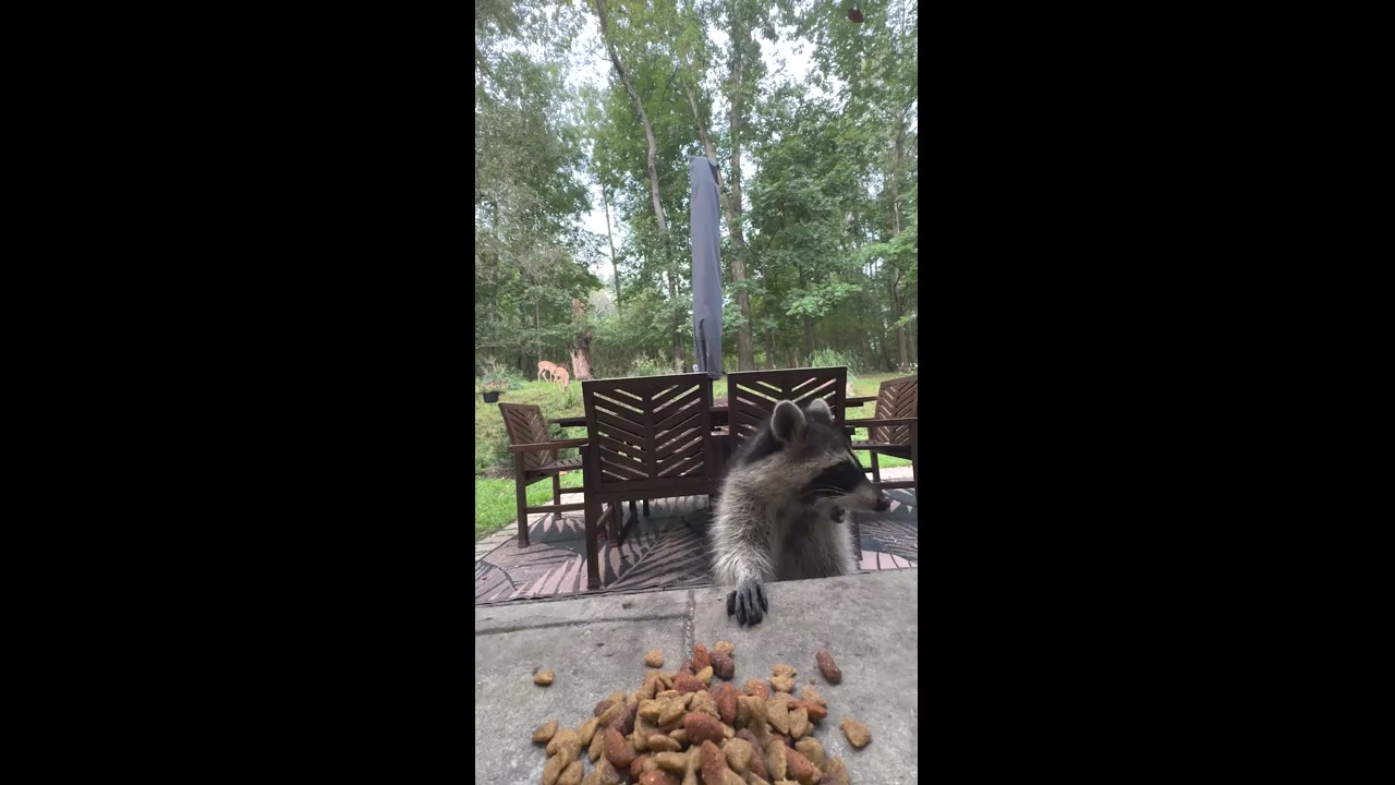 Cute raccoon turns into massive monster when deer approaches