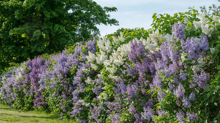 10 plants to avoid pruning in October for a healthier, greener spring