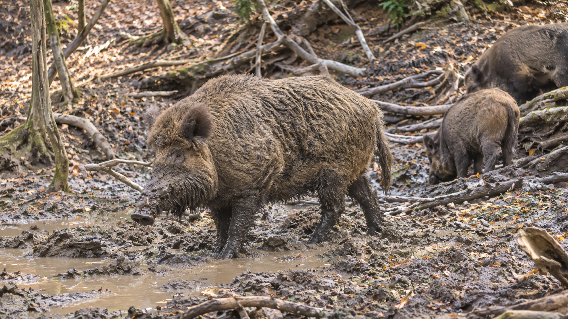Wild boars gather around a muddy forest pool on hidden camera