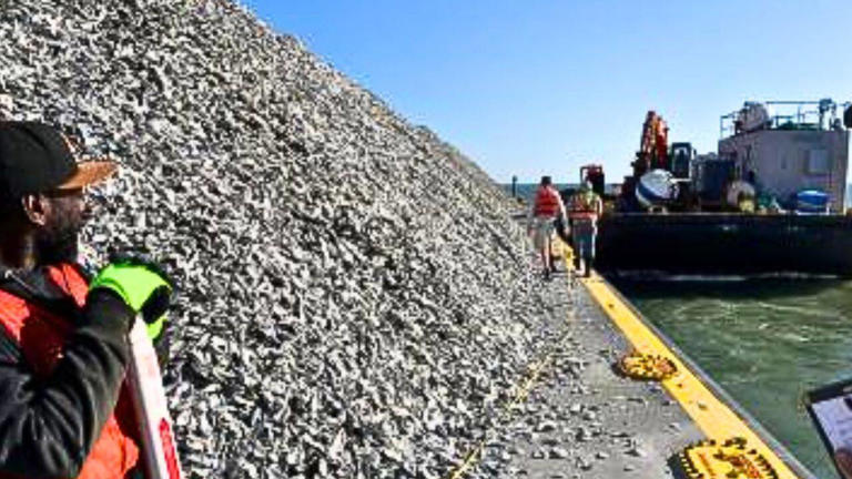 Maryland planted 2.49 billion oyster seeds in Harris Creek, creating ...