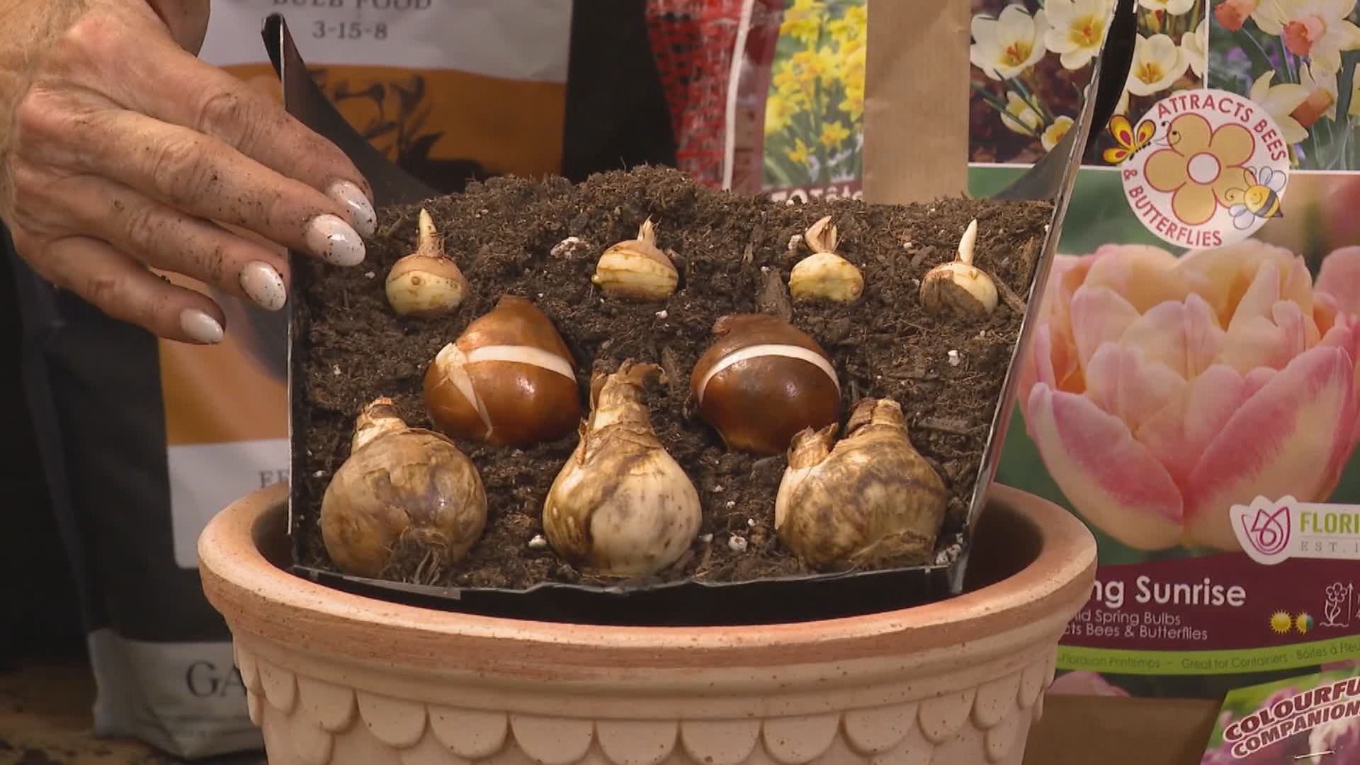 Gardening tips: Planting fall bulbs for spring-flowering