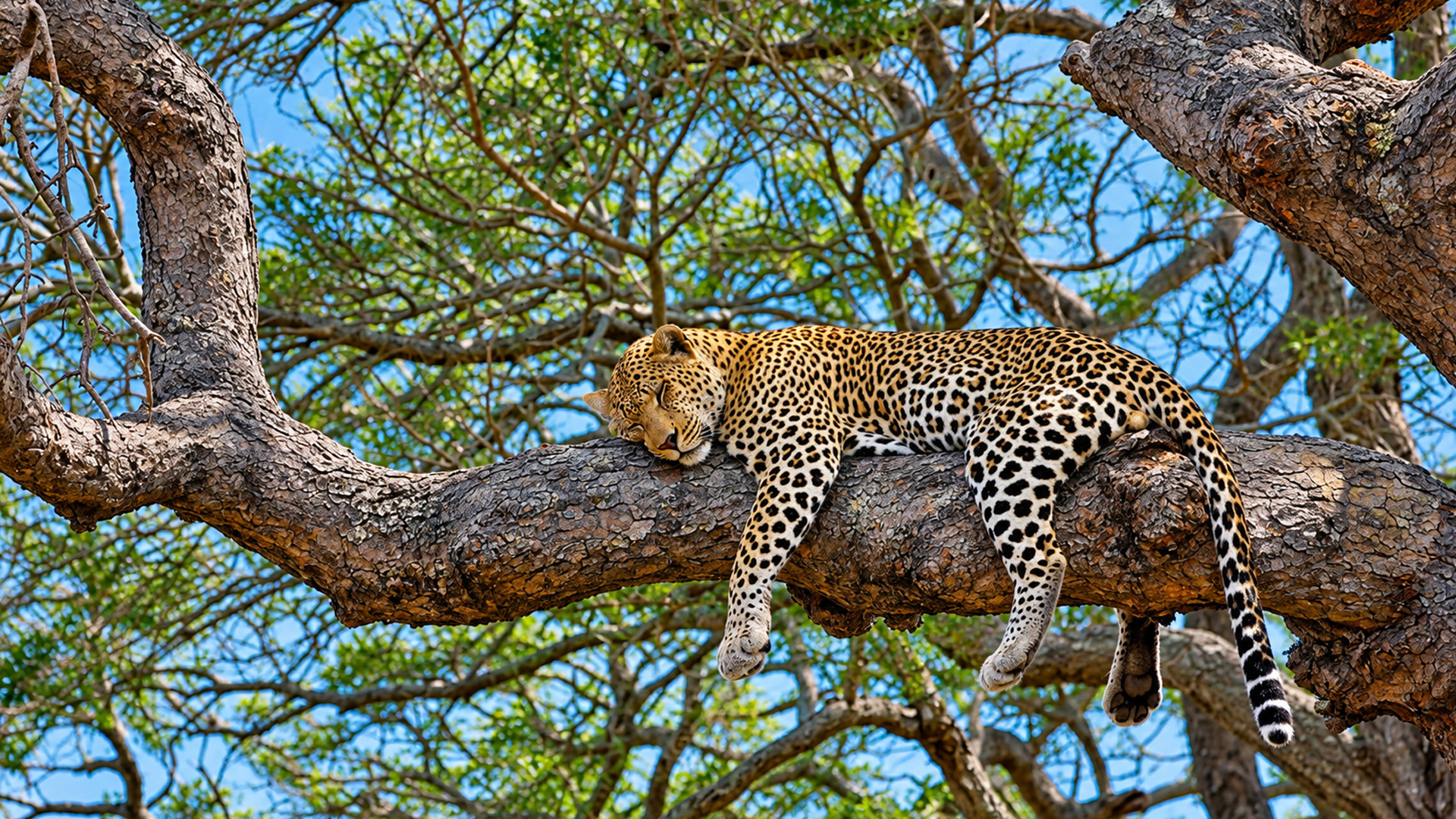 A leopard resting high above the forest floor