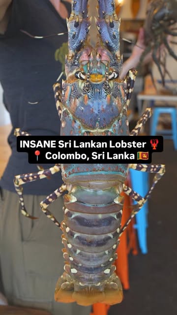 Why spiny lobsters are known for tail meat