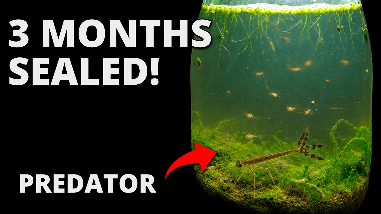 I filmed a pond-in-a-jar for 90 days 📹