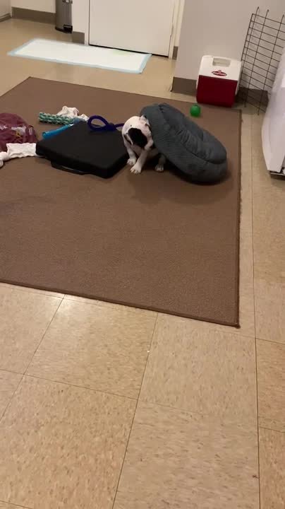 Little puppy loves to hide under his bed